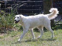 Puppys van Bliss040622-0186